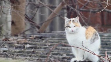 an ordinary multi-colored cat looks from a slate roof.