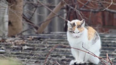 an ordinary multi-colored cat looks and basks on the roofs of slate.