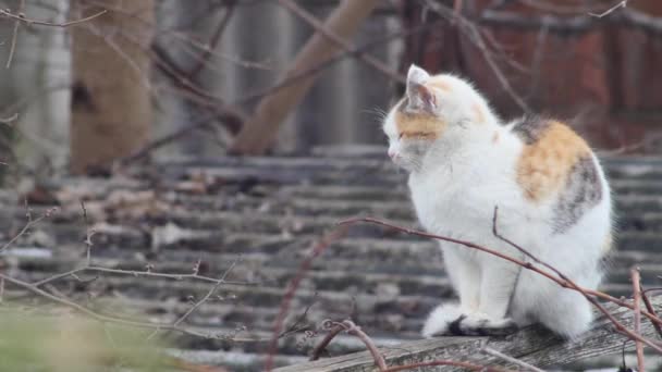 Ordinary Multi Colored Cat Basking Winter Sun Roof — Wideo stockowe