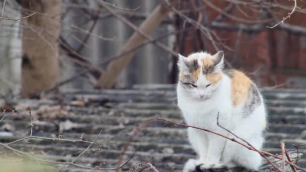 Eine Gewöhnliche Bunte Katze Sieht Aus Und Sonnt Sich Auf — Stockvideo