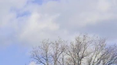 time lapse of fast moving white clouds in the sky over bare trees.