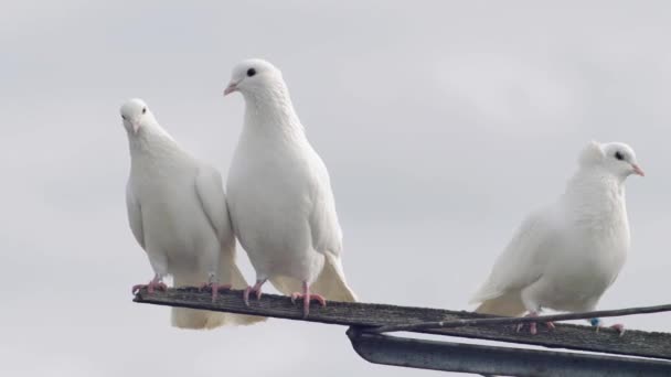 Piękna Para Białych Gołębi Całujących Się Niebem — Wideo stockowe