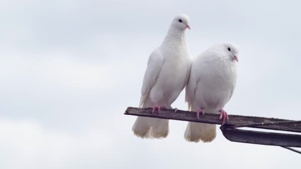 Piękna Para Białych Gołębi Chrząkających Pod Niebem — Wideo stockowe