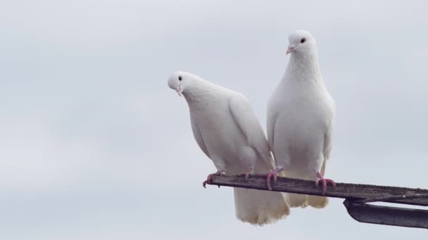 美しいペアの白い鳩が空に対してアンテナの上で互いに新郎 — ストック動画