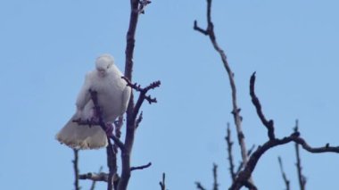 white dove on a swaying tree branch against the sky