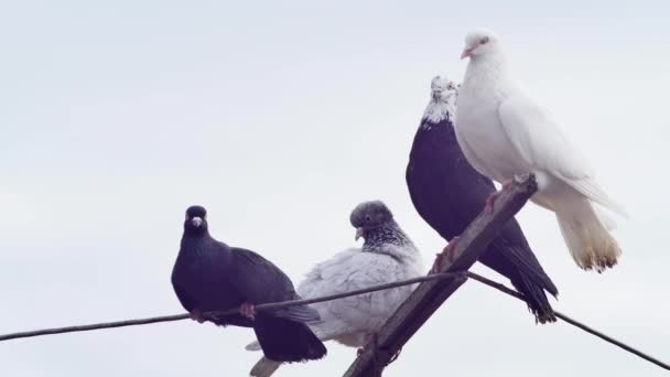 Multi Colored Thoroughbred Pigeons Swinging Antenna Sky — Vídeo de Stock