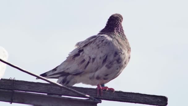 Side Portrait Brown Thoroughbred Pigeon Aerial — Vídeo de Stock