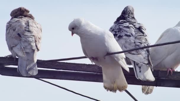 空に向かって揺れるアンテナの上の多色の鳩 — ストック動画