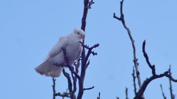 Білий Голуб Гілці Дерева Фоні Неба — стокове відео