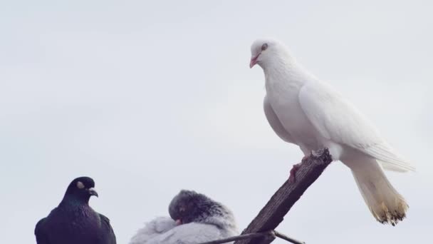 Biały Młody Gołąb Huśtającym Się Drewnianym Poprzecznicy Niebo — Wideo stockowe