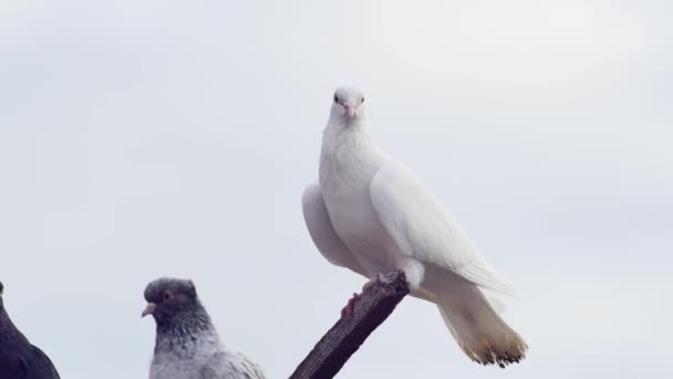 White Young Pigeon Wooden Crossbar Sky — Vídeo de Stock