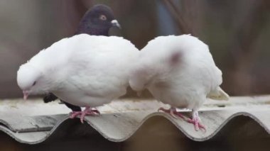 a pair of white doves on the roof of the dovecote look down