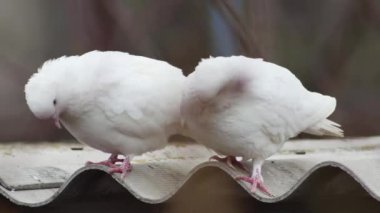 Güvercinin çatısında bir çift beyaz güvercin var. Aşağı bak, yakından bak.