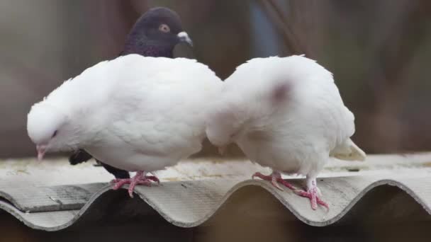 Pair White Doves Roof Dovecote Look — Αρχείο Βίντεο