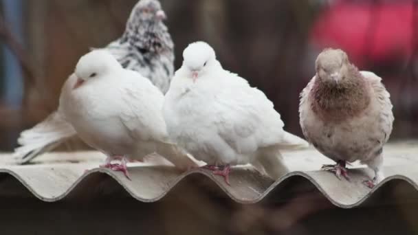 Pair White Doves Roof Dovecote Next Other Pigeons — Vídeo de Stock