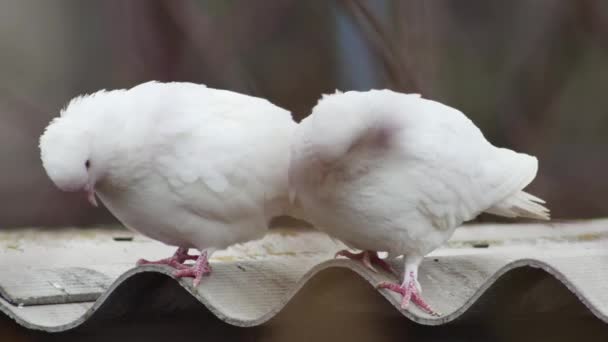Une Paire Colombes Blanches Sur Toit Pigeonnier Regarder Vers Bas — Video