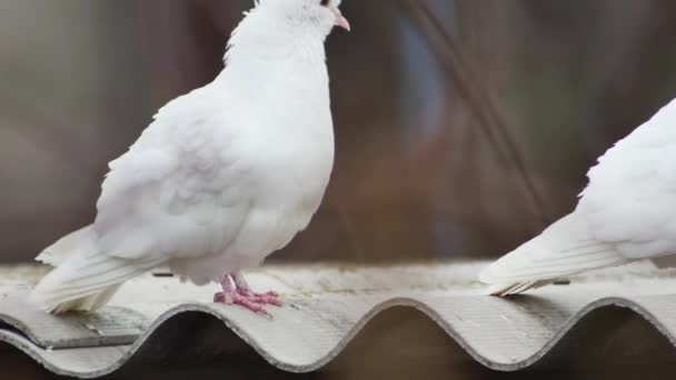 Pair White Doves Roof Next Other Pigeons — Vídeo de Stock