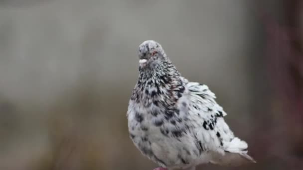 아름다운 대리석 색깔의 비둘기를 가까이 — 비디오