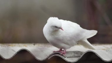  white dove on the roof of the dovecote looks down