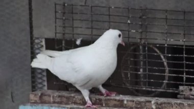 Güvercinin çatısındaki beyaz güvercin güvercinin girişine bakıyor..