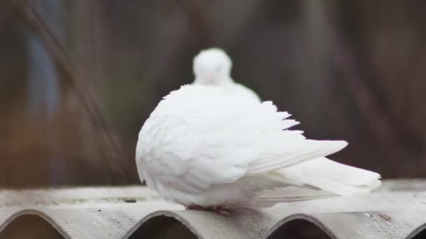 ドベクトーの屋根の上に白い鳩が2匹 — ストック動画