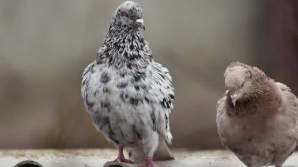 Beau Pigeon Marbré Pur Sang Côté Autres Pigeons Gros Plan — Video