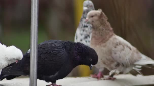 鸽子屋顶上黑白相间的鸽子 — 图库视频影像