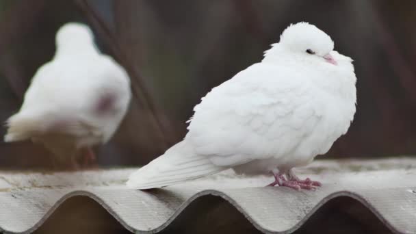 白鸽在屋顶上与其他鸽子相邻 — 图库视频影像