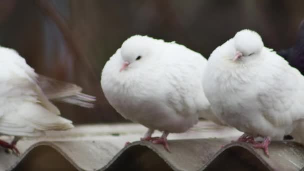 Pair White Doves Roof Dovecote Close – Stock-video