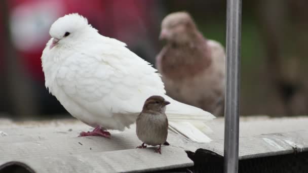 White Dove Roof Dovecote Next Sparrow — стоковое видео