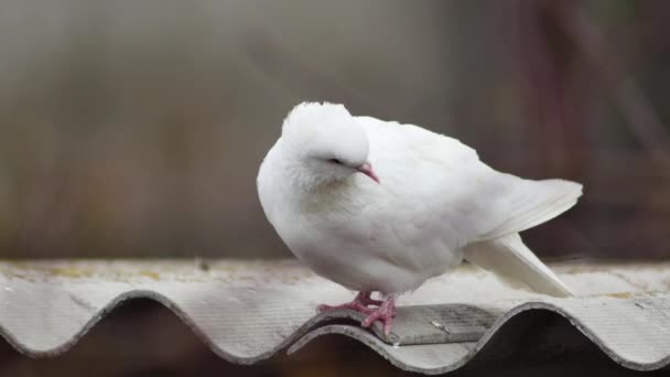 白い鳩がドベクトーの屋根の上を見下ろし — ストック動画