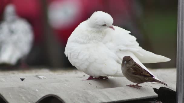鸽子白色的鸽子在鸽子的屋顶上 靠近麻雀 — 图库视频影像
