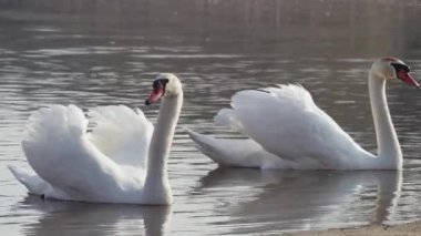 Bir çift beyaz kuğu gölün kıyısında yüzüyor..
