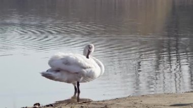  Genç dilsiz bir kuğu gölün kıyısında tüylerini temizler..