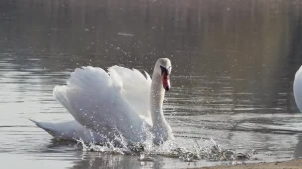 Par Cisnes Blancos Comen Repollo Picado Orilla — Vídeos de Stock