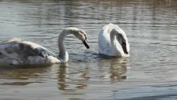Una Familia Cisnes Come Pan Arrojado Por Ellos Lago — Vídeos de Stock