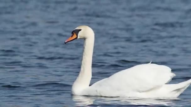 Cisne Blanco Nade Graciosamente Largo Del Flujo Sobre Pequeñas Olas — Vídeos de Stock