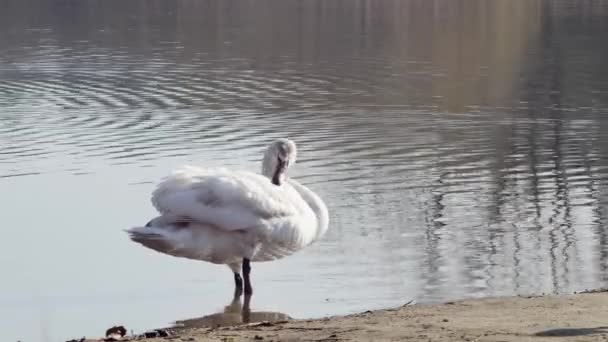 Joven Cisne Mudo Limpia Sus Plumas Orilla Lago — Vídeos de Stock