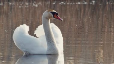 Zarif beyaz kuğu suda yüzüyor.