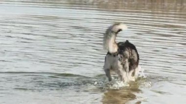  İri yarı köpek gölden kumsala koşuyor..