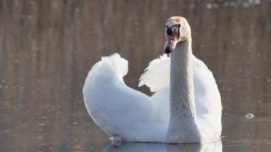 Zarif beyaz kuğu suda yüzüyor, yakından..