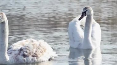 İki genç zarif kuğu gölde yüzüyor..