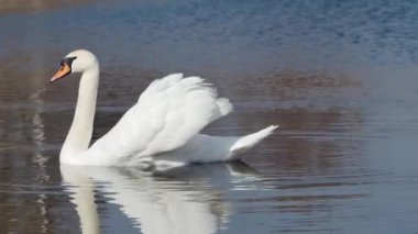 Beyaz kuğu, zayıf bir rüzgara karşı sakince dalgalarda yüzer..
