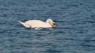 Beyaz kuğu zarif bir şekilde dalgalarda yüzer ve su içer.