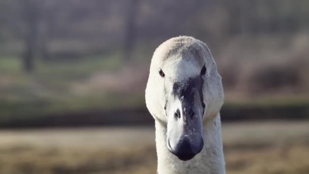 Portrait Young Swan Blurred Background Front View Close — Stock Video