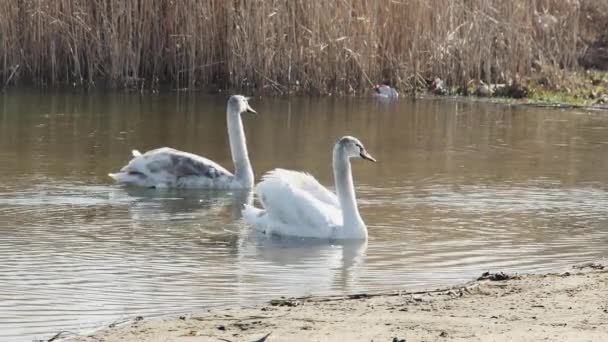 Два Молодых Изящных Лебедя Плавают Озере Фоне Тростника — стоковое видео