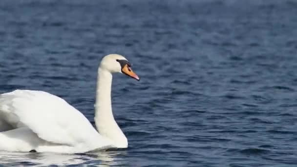 白い白鳥は波の上の風に優雅に泳いで — ストック動画