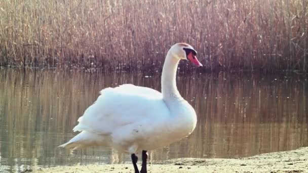 湖のほとりに白い白鳥が葦の湖を背景に — ストック動画