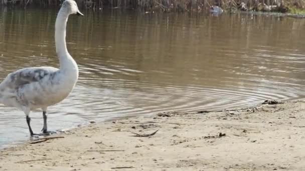 Cisnes Jóvenes Desembarcan Miran Alrededor — Vídeos de Stock