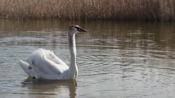 年轻的天鹅在芦苇的衬托下吃它们扔在湖里的面包 — 图库视频影像